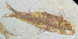 Multiple Knightia Fossil Fish Plate - Wyoming #50588-1